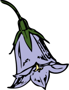 Harebell Bloom Clip Art